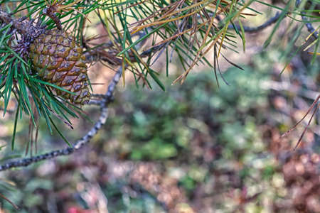 Pine cone on tree