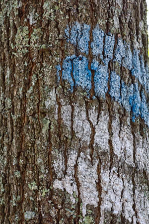 Blue and white hiking stripeの写真素材
