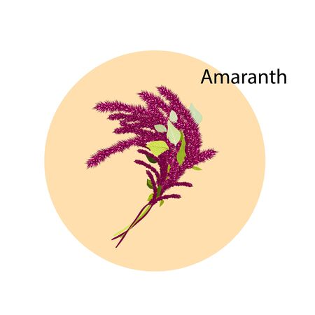 Amaranth bouquet in a beige circle. Idea for a logo. Amaranth flower. Vector illustration.のイラスト素材