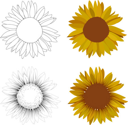 Sunflower, different styles. icon set of four flowersのイラスト素材