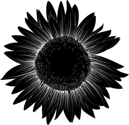 Black sunflower. Monochrome vector illustration. Sunflower isolated on the white background.のイラスト素材