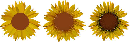Single sunflower on the white background. Flat vector illustration.のイラスト素材