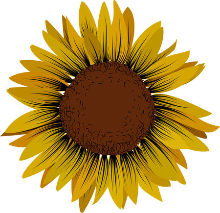 Single sunflower on the white background. Flat vector illustration.のイラスト素材