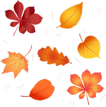 Autumn different leaves set. Bright fall colors. Vector illustrationのイラスト素材
