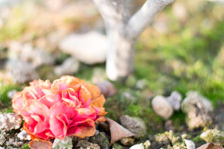 Wilted flowerの写真素材