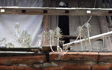 Close up to plant on the balconyの写真素材