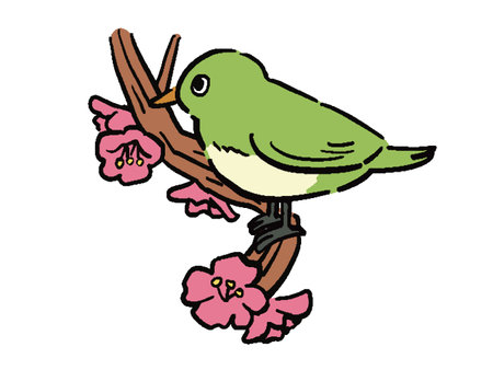 Illustration of a Uguisu riding on a tree with pink flowersのイラスト素材