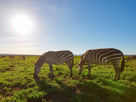 Zebras grazing in the savannah of Serengeti National Park, Tanzaniaの素材