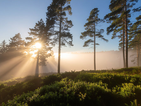 Morning fog in the pine forest. Sunrise in the morning mist.の素材