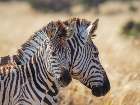 Zebra in the Okavango Delta - Moremi National Park in Botswanaの素材