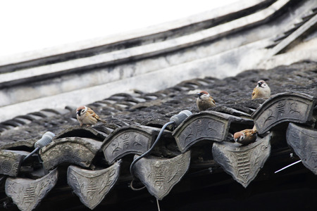 Birds on old roofの写真素材