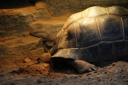 Turtleの写真素材