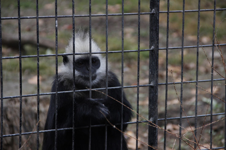 Monkeyの写真素材