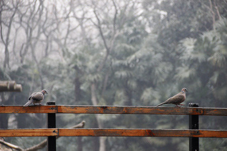 Bird on the railingの写真素材