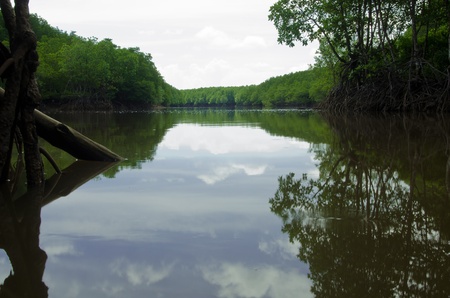 forest with sea