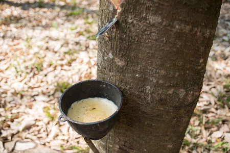 a cup of rubber with latexの写真素材