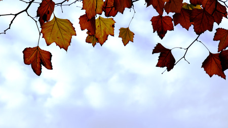 maple leaves backgroundの写真素材