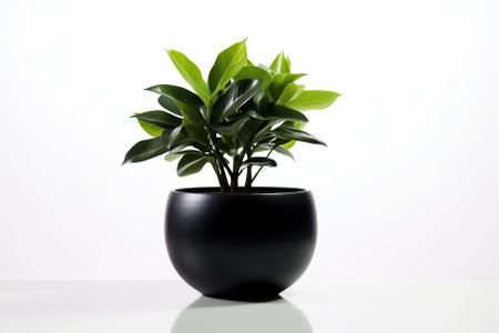 Black potted plant with a white background Generative AIの素材
