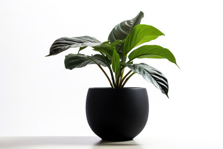 Black potted plant with a white background Generative AIの素材