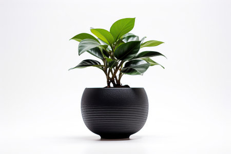 Black potted plant with a white background Generative AIの素材