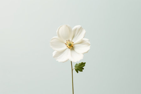 A single white flower on a plain background Generative AIの素材