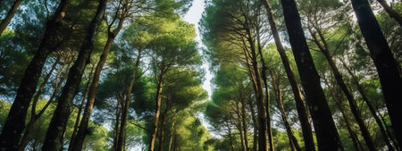 Pine trees in the forest, panoramic view of the forestの素材