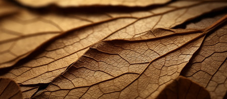 dry leaf texture backgroundの素材