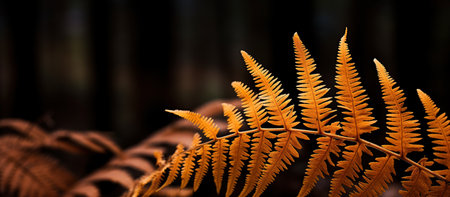 Autumn leaves of fern on a dark background. Autumn background.の素材