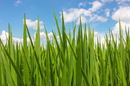 Growth of Grain riceの写真素材