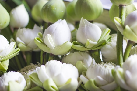 Lotusの写真素材