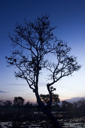 morning time with Sunrise on the farmの写真素材