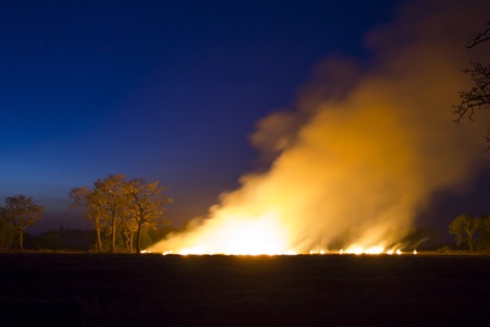 Wildfire - Burning forest ecosystem is destroyedの写真素材