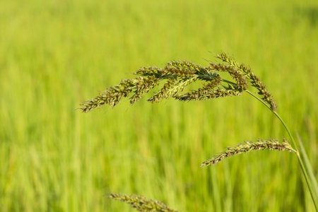Meadow on country outdoor