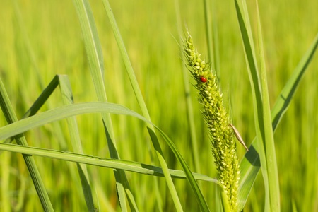 Meadow on country outdoorの写真素材