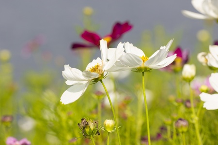 Cosmos flowersの写真素材