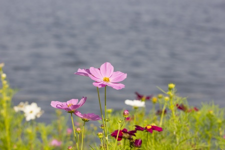 Cosmos flowersの写真素材