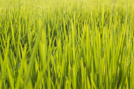 Green field at countryの写真素材
