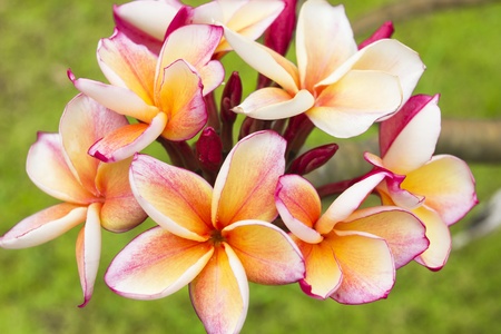 Plumeria flowersの写真素材