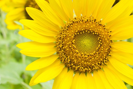 Closeup Sunflowers on the fieldの写真素材
