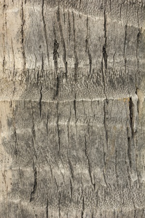 Detail of a trunk of coconut palm tree backgroundの写真素材