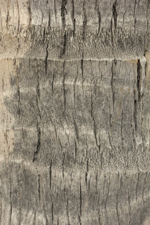 Detail of a trunk of coconut palm tree backgroundの写真素材