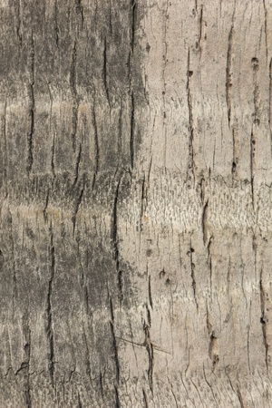 Detail of a trunk of coconut palm tree backgroundの写真素材