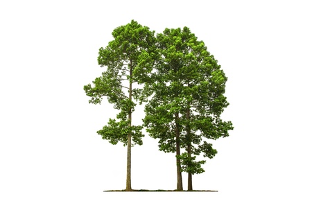 Green Tree isolated with white backgroundの写真素材