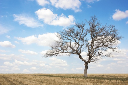 Dead tree at field on summer with blue sky and cloudsの写真素材