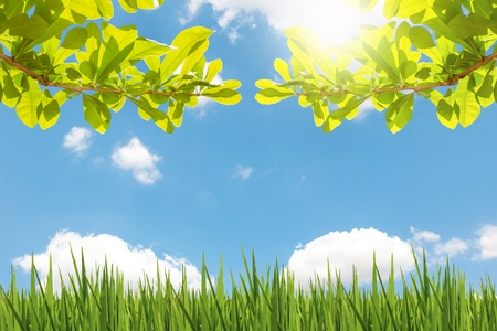 Leaves view with blue sky and cloudの写真素材