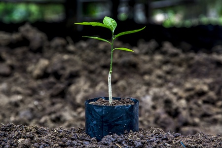 Sprout for planting at the farmの写真素材