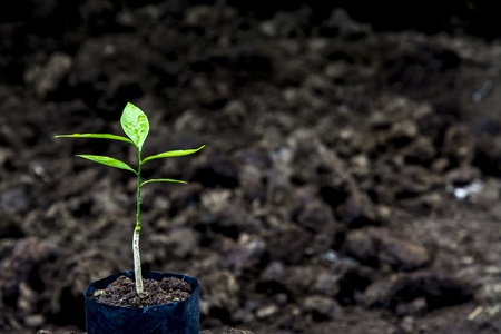 Sprout for planting at the farmの写真素材