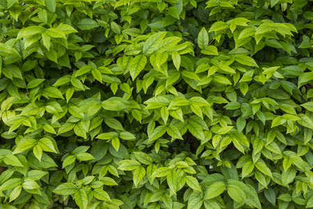 Green leaves pattern on bushの写真素材