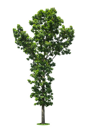 Tree isolated white backgroundの写真素材