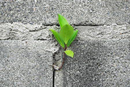 Close up Tree on brick wallの写真素材